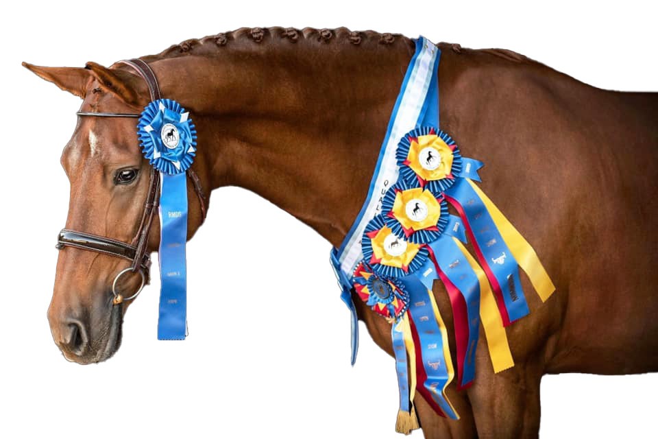 Viva rescue horse with awards and ribbons