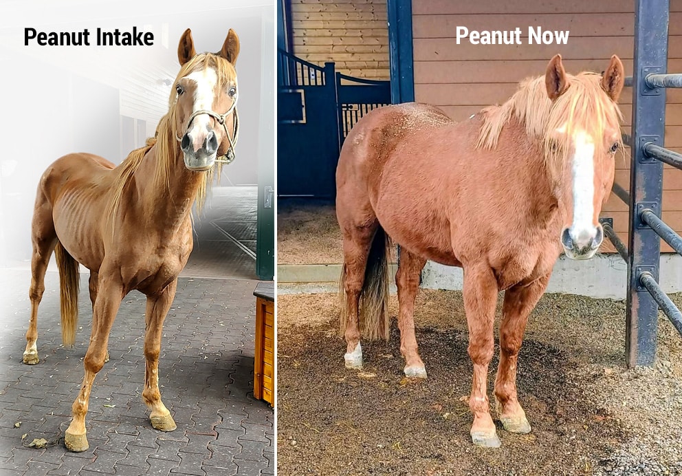 Peanut before and after
